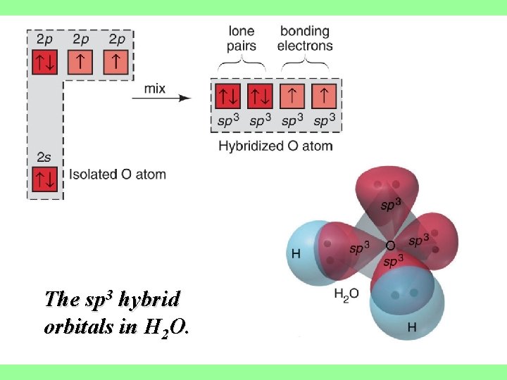 The sp 3 hybrid orbitals in H 2 O. 