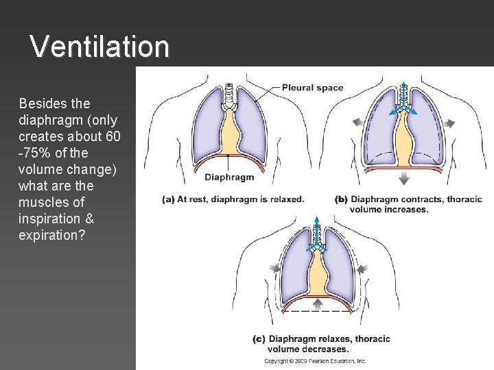 Ventilation Besides the diaphragm (only creates about 60 -75% of the volume change) what