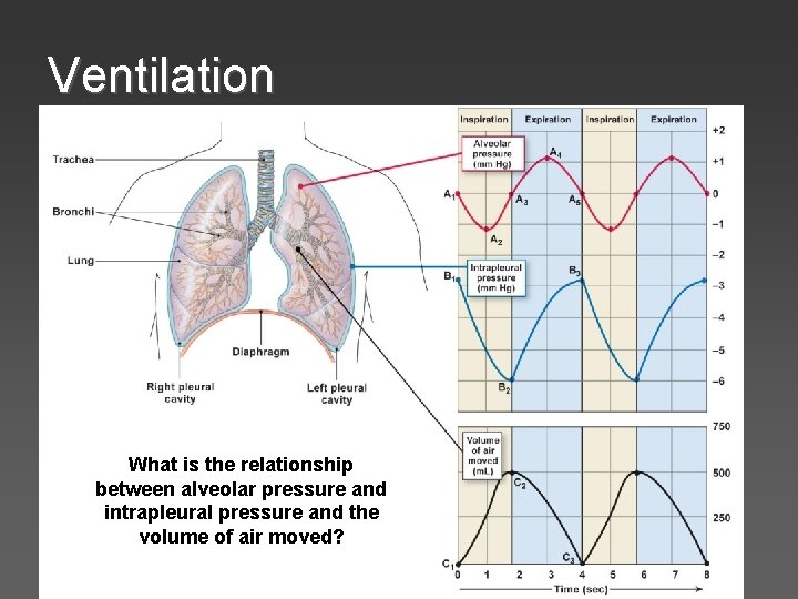 Ventilation What is the relationship between alveolar pressure and intrapleural pressure and the volume