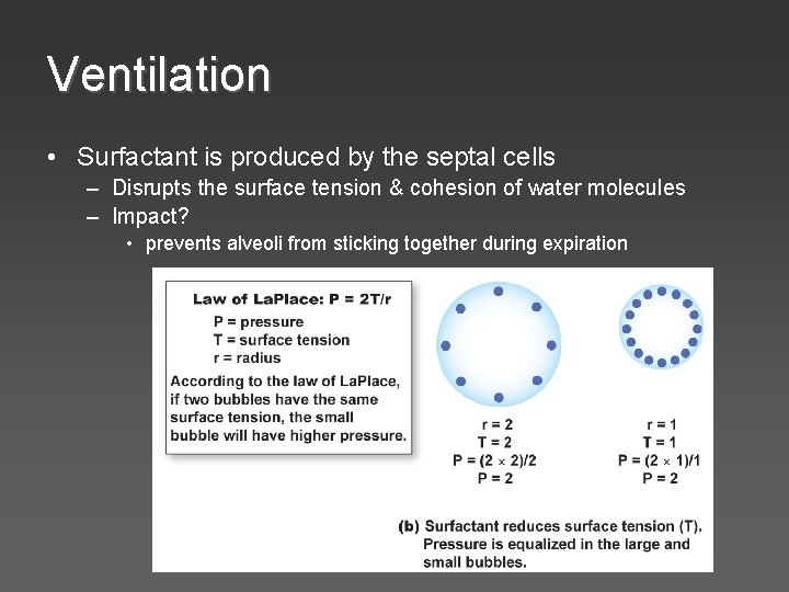 Ventilation • Surfactant is produced by the septal cells – Disrupts the surface tension