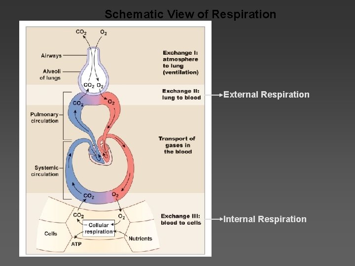 Schematic View of Respiration External Respiration Internal Respiration 