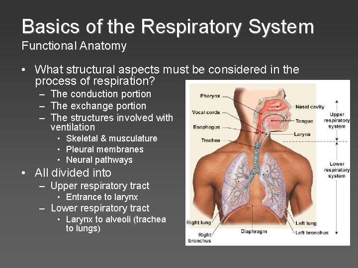Basics of the Respiratory System Functional Anatomy • What structural aspects must be considered