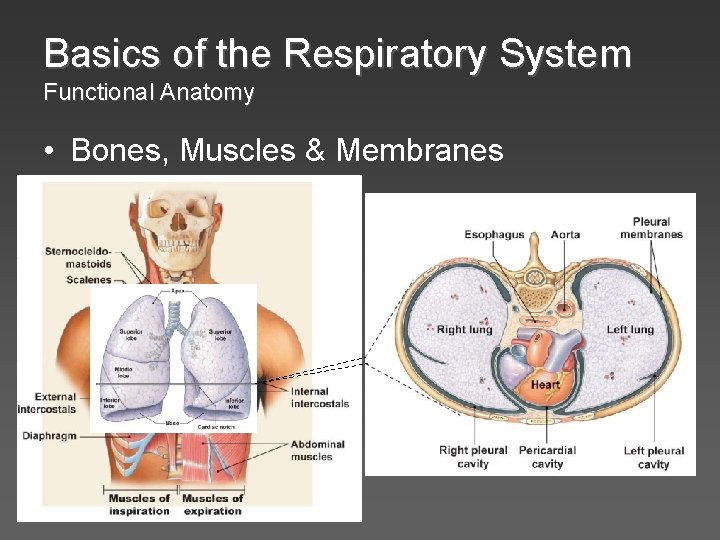 Basics of the Respiratory System Functional Anatomy • Bones, Muscles & Membranes 