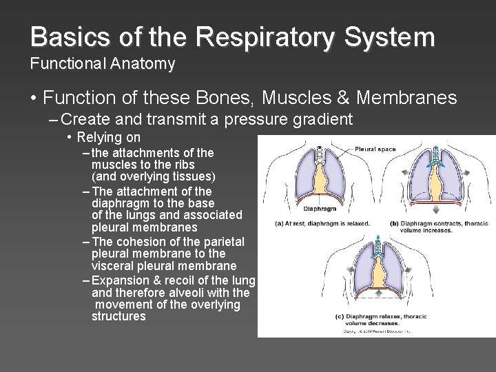 Basics of the Respiratory System Functional Anatomy • Function of these Bones, Muscles &