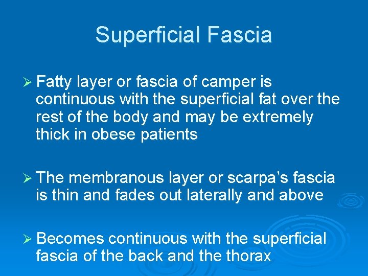 Superficial Fascia Ø Fatty layer or fascia of camper is continuous with the superficial