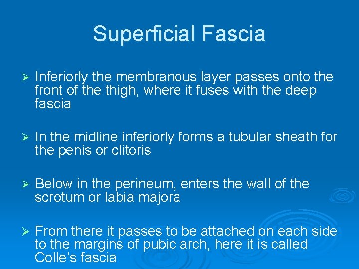Superficial Fascia Ø Inferiorly the membranous layer passes onto the front of the thigh,
