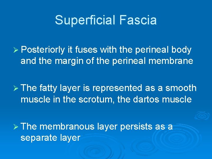 Superficial Fascia Ø Posteriorly it fuses with the perineal body and the margin of