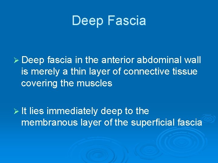 Deep Fascia Ø Deep fascia in the anterior abdominal wall is merely a thin