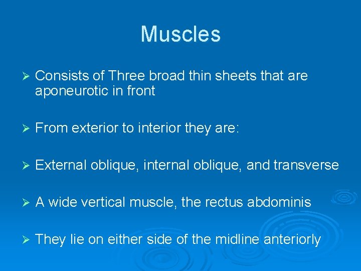 Muscles Ø Consists of Three broad thin sheets that are aponeurotic in front Ø
