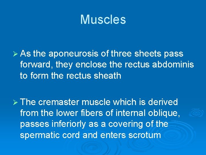Muscles Ø As the aponeurosis of three sheets pass forward, they enclose the rectus