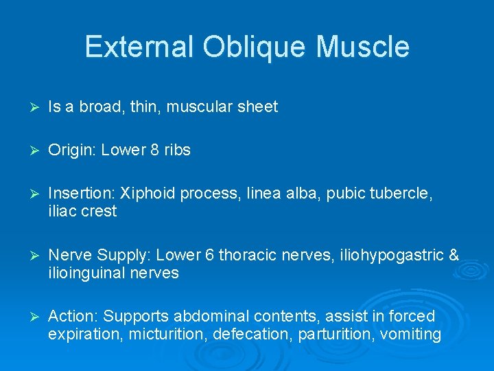 External Oblique Muscle Ø Is a broad, thin, muscular sheet Ø Origin: Lower 8