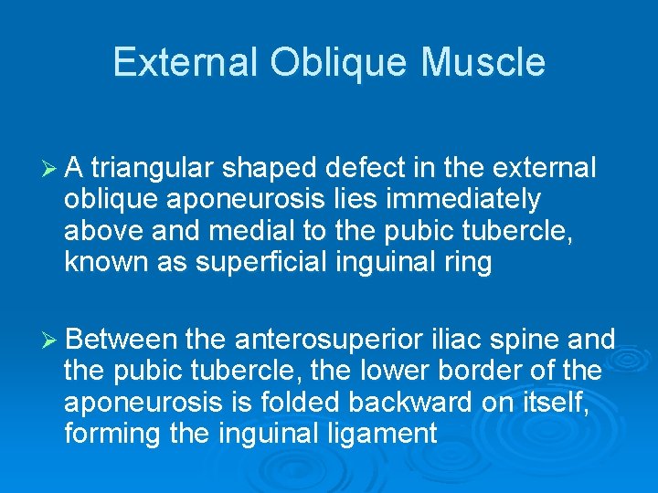 External Oblique Muscle Ø A triangular shaped defect in the external oblique aponeurosis lies