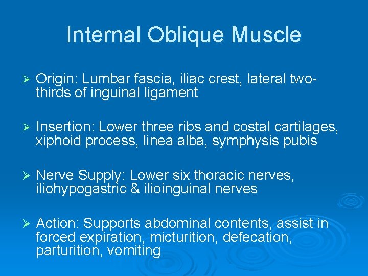 Internal Oblique Muscle Ø Origin: Lumbar fascia, iliac crest, lateral twothirds of inguinal ligament
