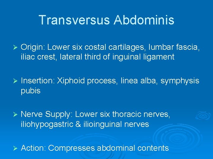 Transversus Abdominis Ø Origin: Lower six costal cartilages, lumbar fascia, iliac crest, lateral third