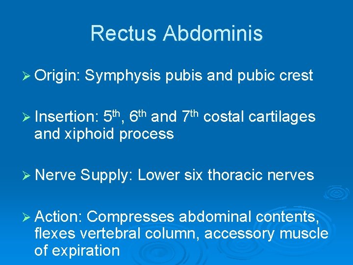 Rectus Abdominis Ø Origin: Symphysis pubis and pubic crest Ø Insertion: 5 th, 6
