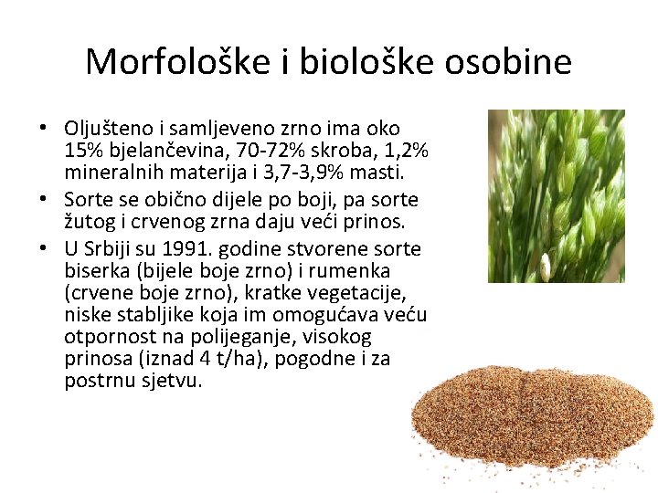 Morfološke i biološke osobine • Oljušteno i samljeveno zrno ima oko 15% bjelančevina, 70