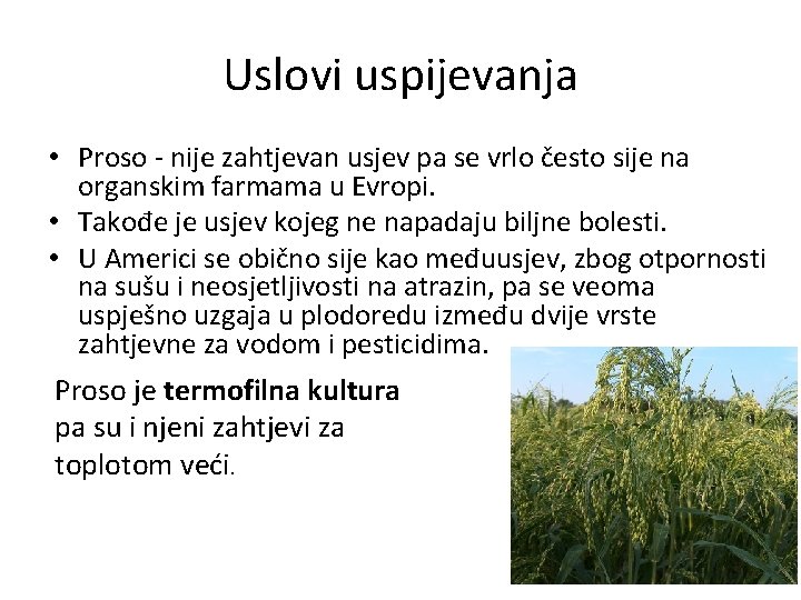 Uslovi uspijevanja • Proso - nije zahtjevan usjev pa se vrlo često sije na