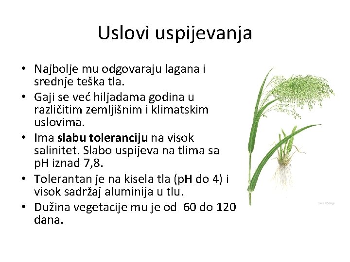 Uslovi uspijevanja • Najbolje mu odgovaraju lagana i srednje teška tla. • Gaji se