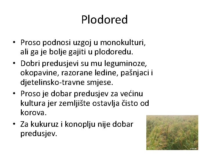 Plodored • Proso podnosi uzgoj u monokulturi, ali ga je bolje gajiti u plodoredu.