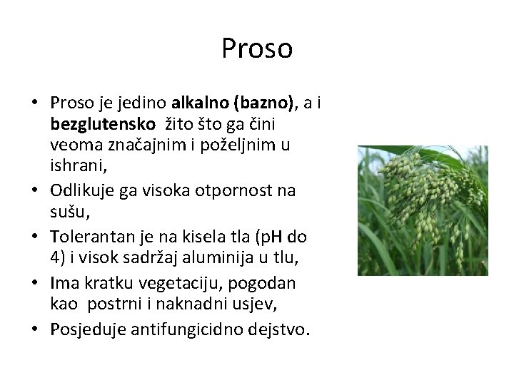 Proso • Proso je jedino alkalno (bazno), a i bezglutensko žito što ga čini