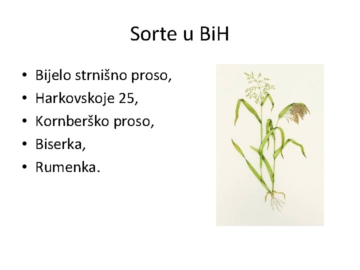 Sorte u Bi. H • • • Bijelo strnišno proso, Harkovskoje 25, Kornberško proso,