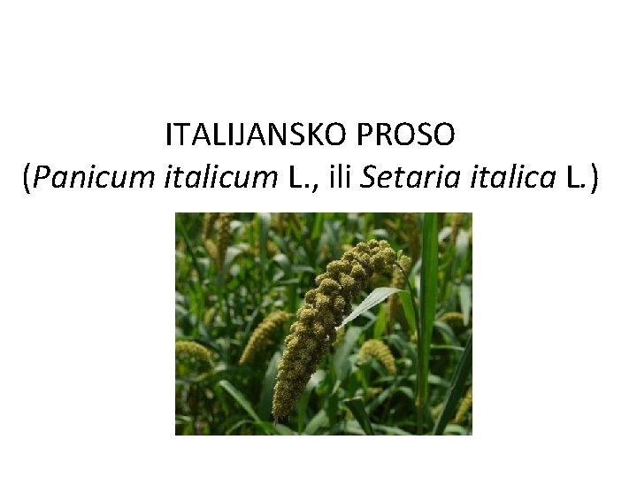 ITALIJANSKO PROSO (Panicum italicum L. , ili Setaria italica L. ) 