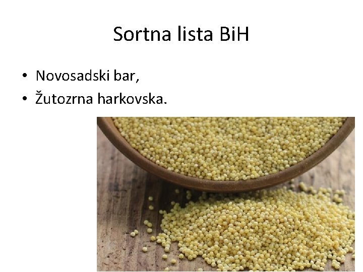 Sortna lista Bi. H • Novosadski bar, • Žutozrna harkovska. 