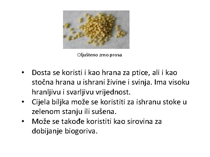 Oljušteno zrno prosa • Dosta se koristi i kao hrana za ptice, ali i