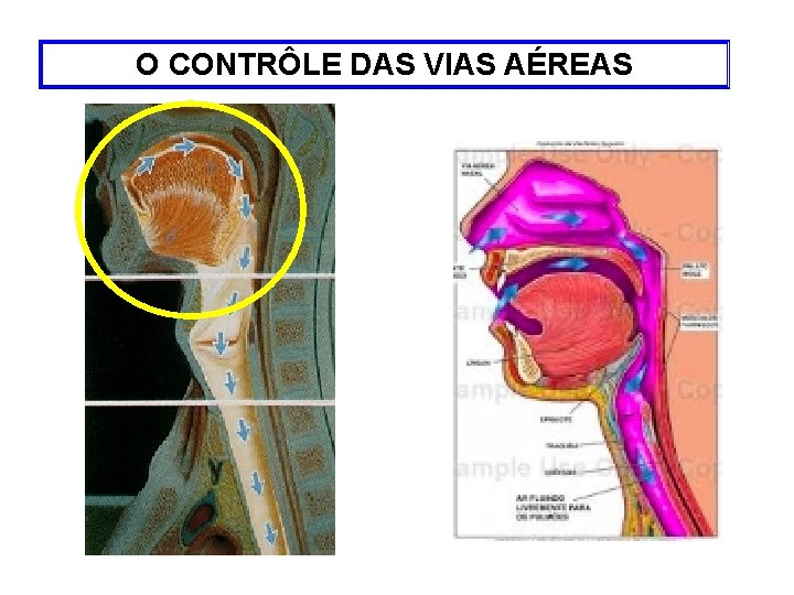 O CONTRÔLE DAS VIAS AÉREAS 