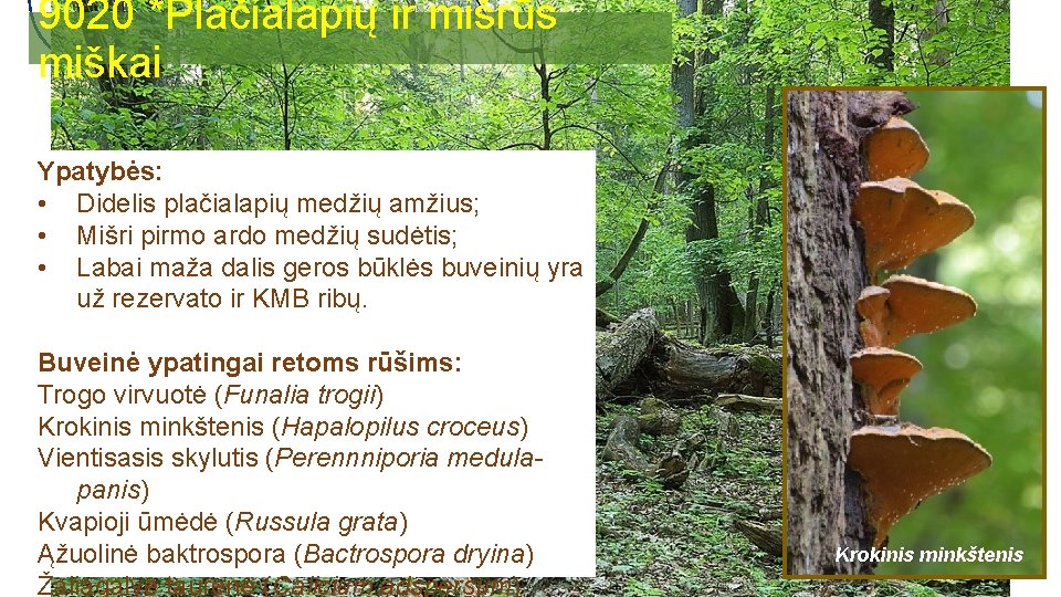 9020 *Plačialapių ir mišrūs miškai Ypatybės: • Didelis plačialapių medžių amžius; • Mišri pirmo