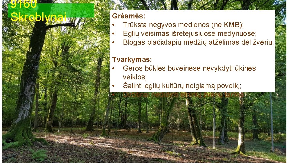 9160 Skroblynai Grėsmės: • Trūksta negyvos medienos (ne KMB); • Eglių veisimas išretėjusiuose medynuose;