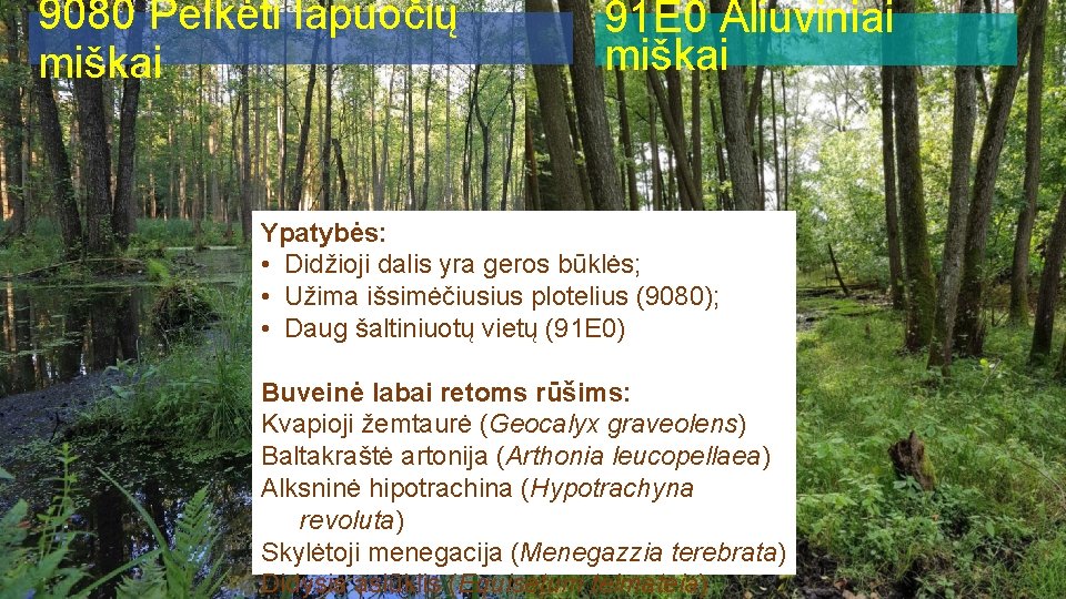 9080 Pelkėti lapuočių miškai 91 E 0 Aliuviniai miškai Ypatybės: • Didžioji dalis yra