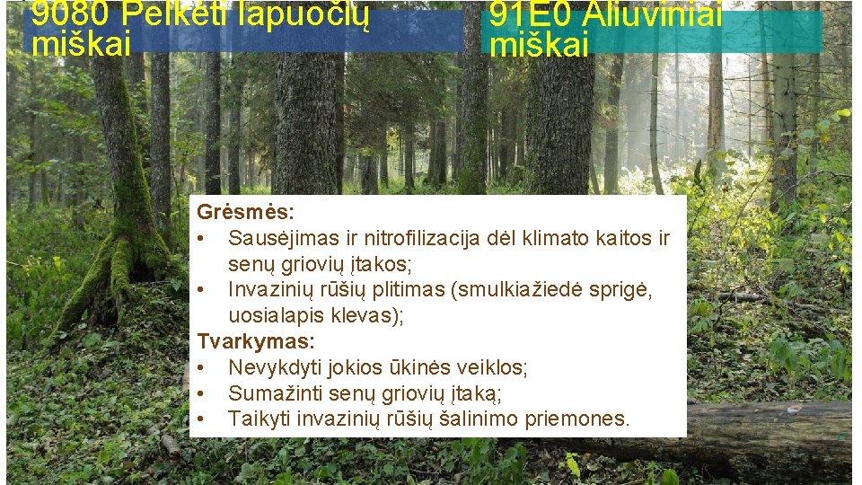 9080 Pelkėti lapuočių miškai 91 E 0 Aliuviniai miškai Grėsmės: • Sausėjimas ir nitrofilizacija