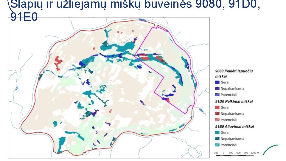 Šlapių ir užliejamų miškų buveinės 9080, 91 D 0, 91 E 0 
