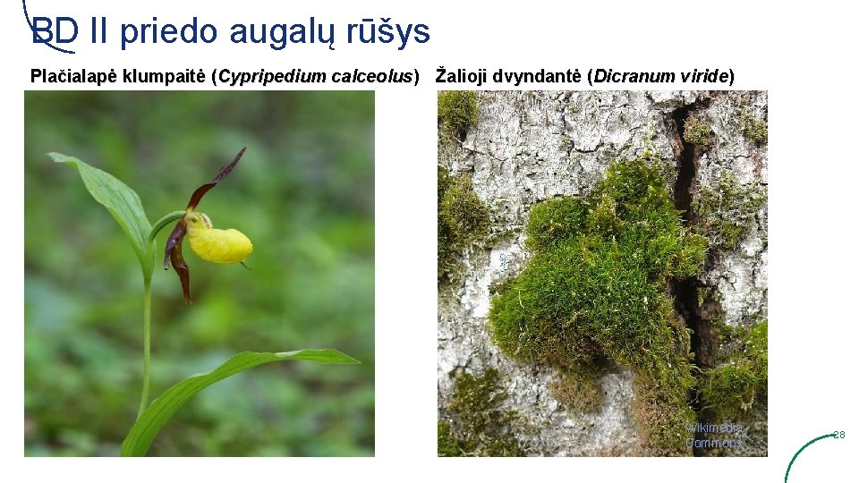 BD II priedo augalų rūšys Plačialapė klumpaitė (Cypripedium calceolus) Žalioji dvyndantė (Dicranum viride) Wikimedia