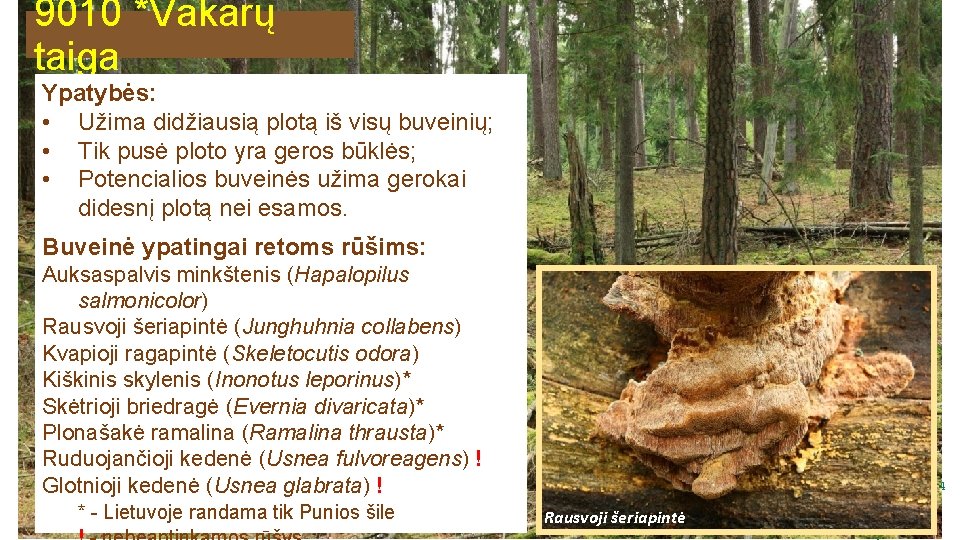 9010 *Vakarų taiga Ypatybės: • Užima didžiausią plotą iš visų buveinių; • Tik pusė