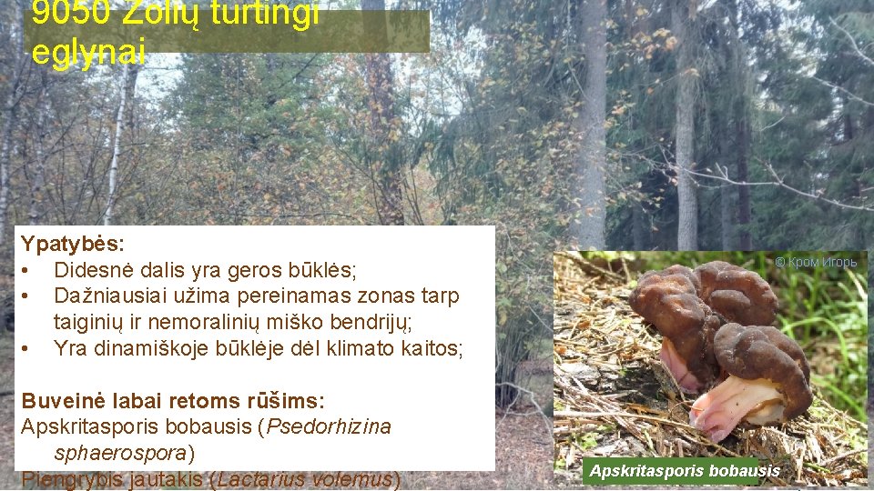 9050 Žolių turtingi eglynai Ypatybės: • Didesnė dalis yra geros būklės; • Dažniausiai užima