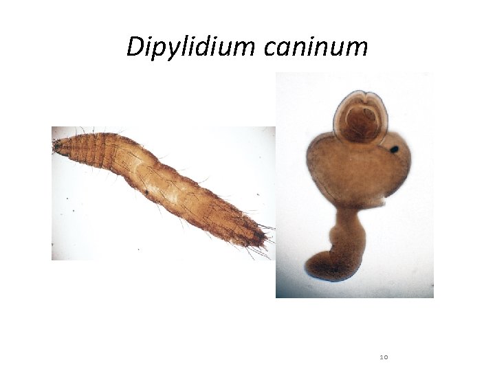 Dipylidium caninum 10 