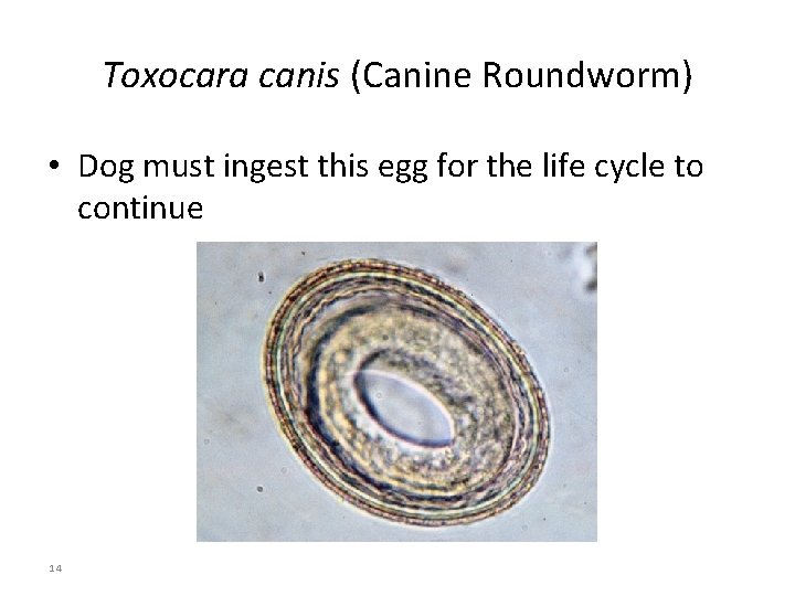 Toxocara canis (Canine Roundworm) • Dog must ingest this egg for the life cycle