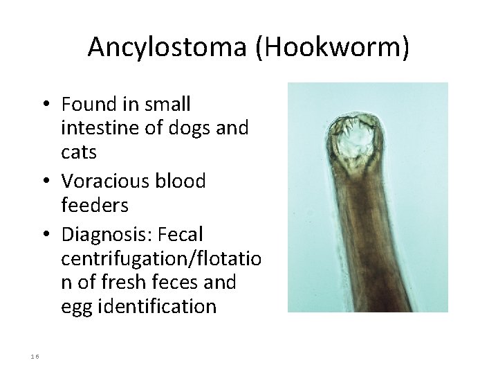 Ancylostoma (Hookworm) • Found in small intestine of dogs and cats • Voracious blood