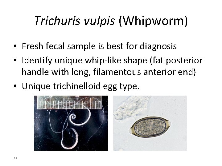 Trichuris vulpis (Whipworm) • Fresh fecal sample is best for diagnosis • Identify unique