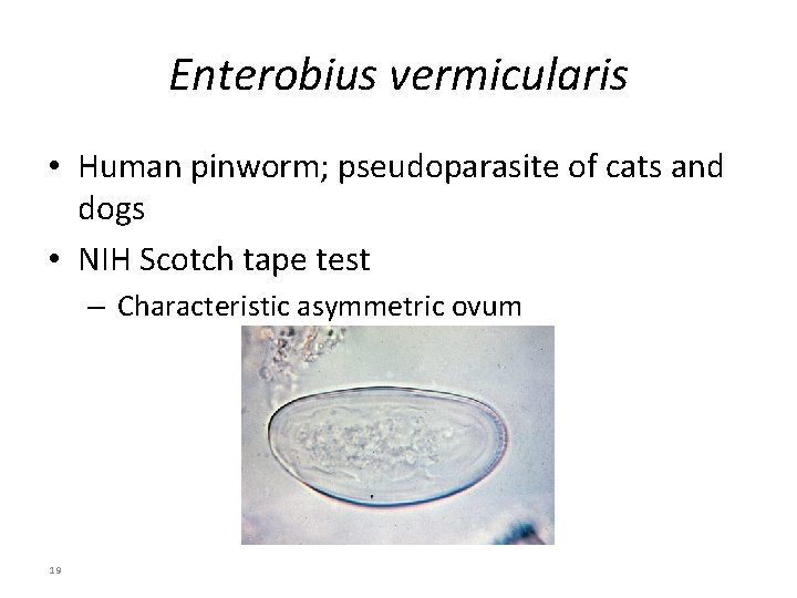 Enterobius vermicularis • Human pinworm; pseudoparasite of cats and dogs • NIH Scotch tape