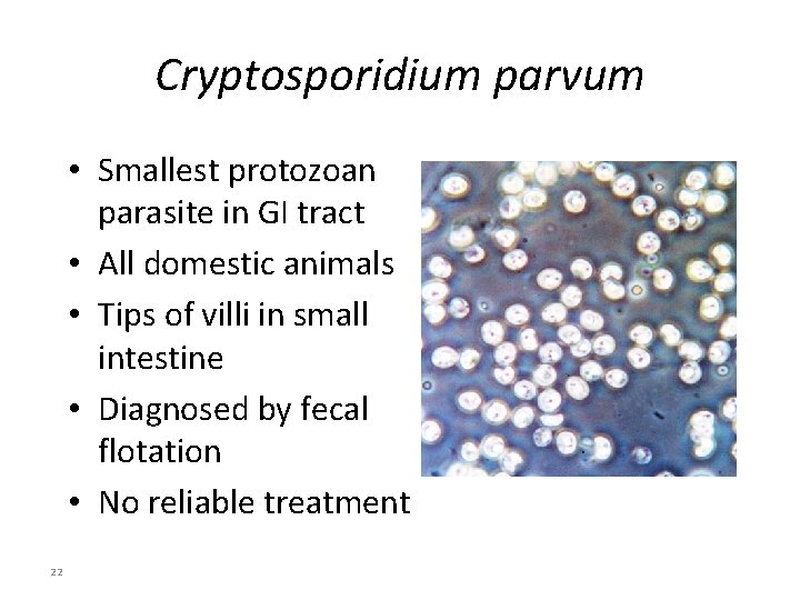 Cryptosporidium parvum • Smallest protozoan parasite in GI tract • All domestic animals •