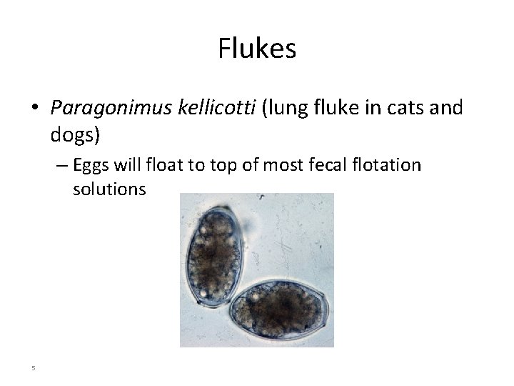 Flukes • Paragonimus kellicotti (lung fluke in cats and dogs) – Eggs will float