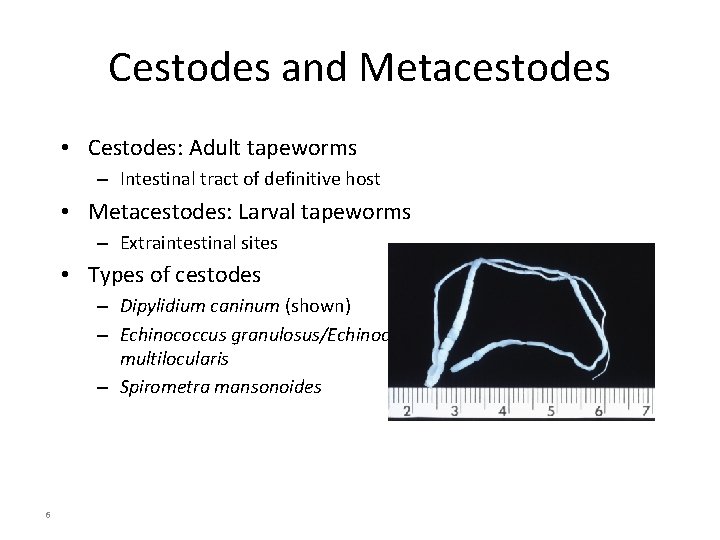 Cestodes and Metacestodes • Cestodes: Adult tapeworms – Intestinal tract of definitive host •