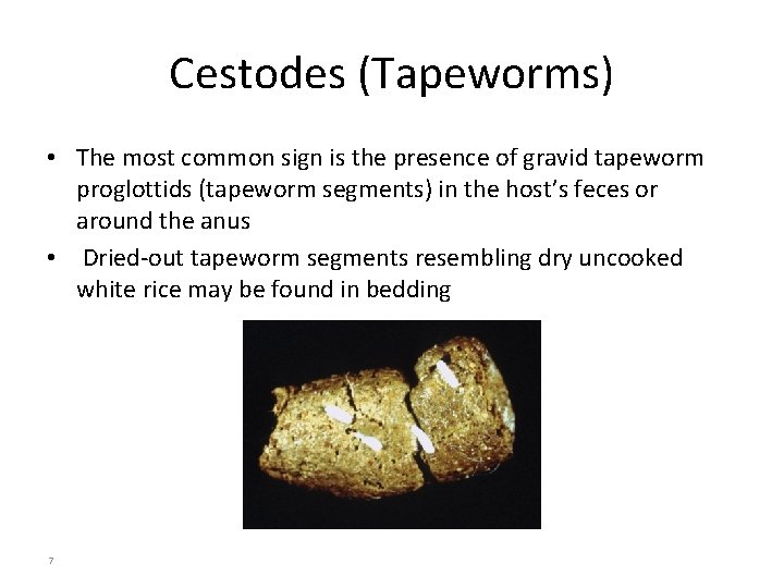 Cestodes (Tapeworms) • The most common sign is the presence of gravid tapeworm proglottids