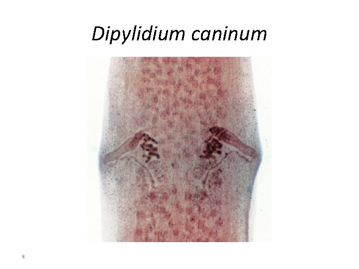 Dipylidium caninum 8 