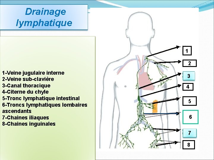  Drainage lymphatique 1 2 1 -Veine jugulaire interne 2 -Veine sub-clavière 3 -Canal