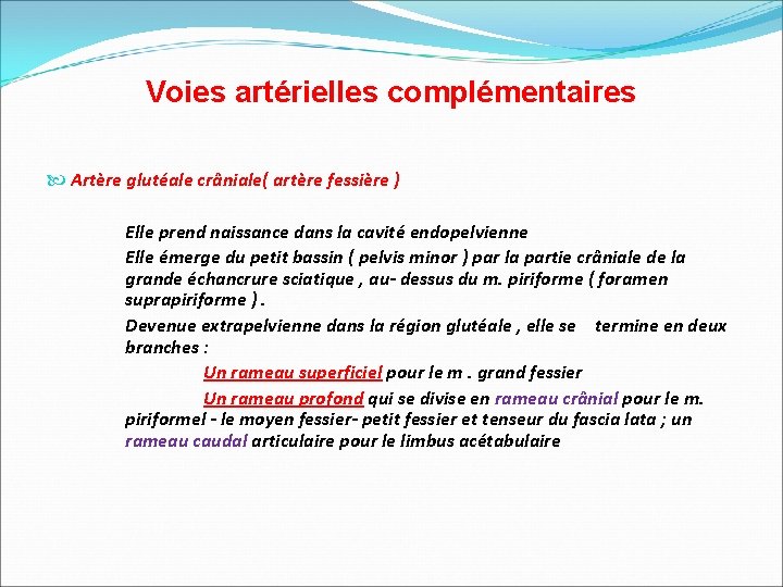 Voies artérielles complémentaires Artère glutéale crâniale( artère fessière ) Elle prend naissance dans la