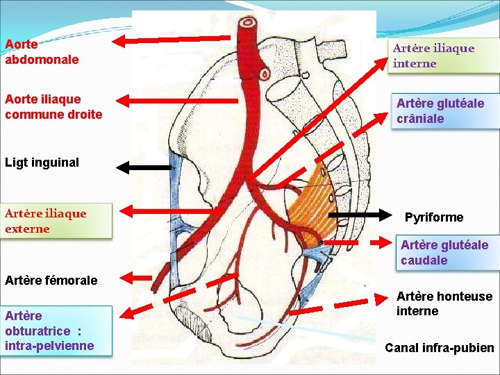 Aorte abdomonale Aorte iliaque commune droite Artère iliaque interne Artère glutéale crâniale Ligt inguinal